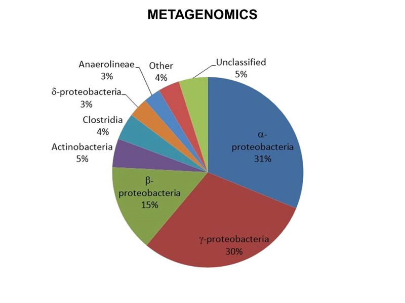 File:WH Picture18.PNG