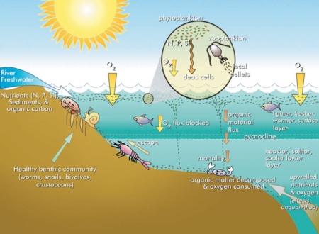 Phytoplankton (Algae) Blooms - Enviro Wiki